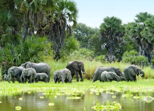 Nyerere National Park