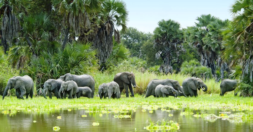 5 Nyerere National Park and Mikumi National Park