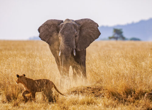 Mikumi National Park