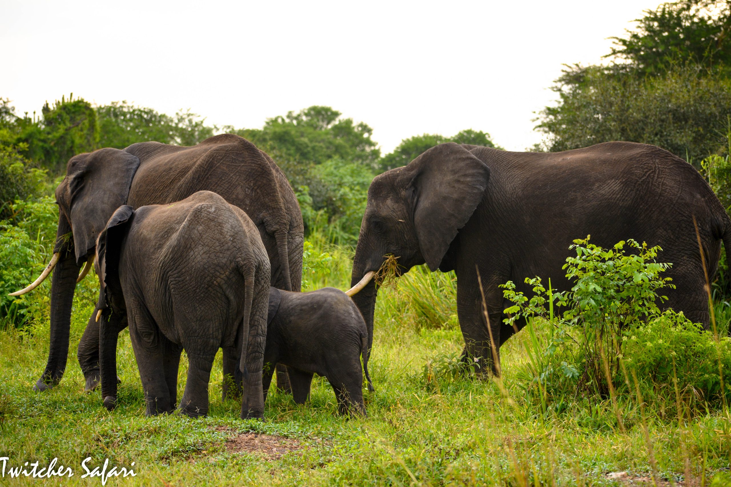 Tarangire National park