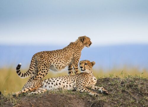 10-Day Ultimate Tanzania Safari Adventure