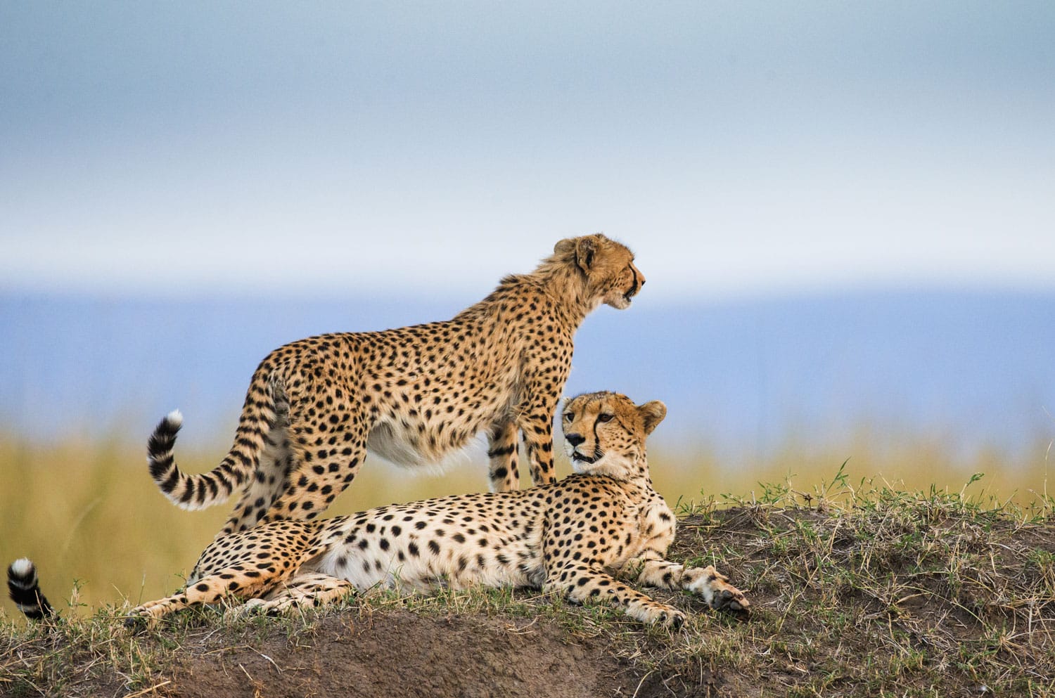 10-Day Ultimate Tanzania Safari Adventure