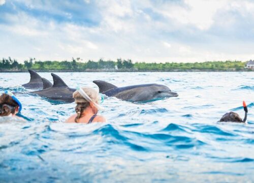 Dolphin Tours