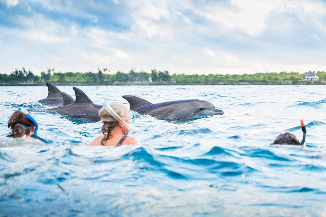 Dolphin Tours