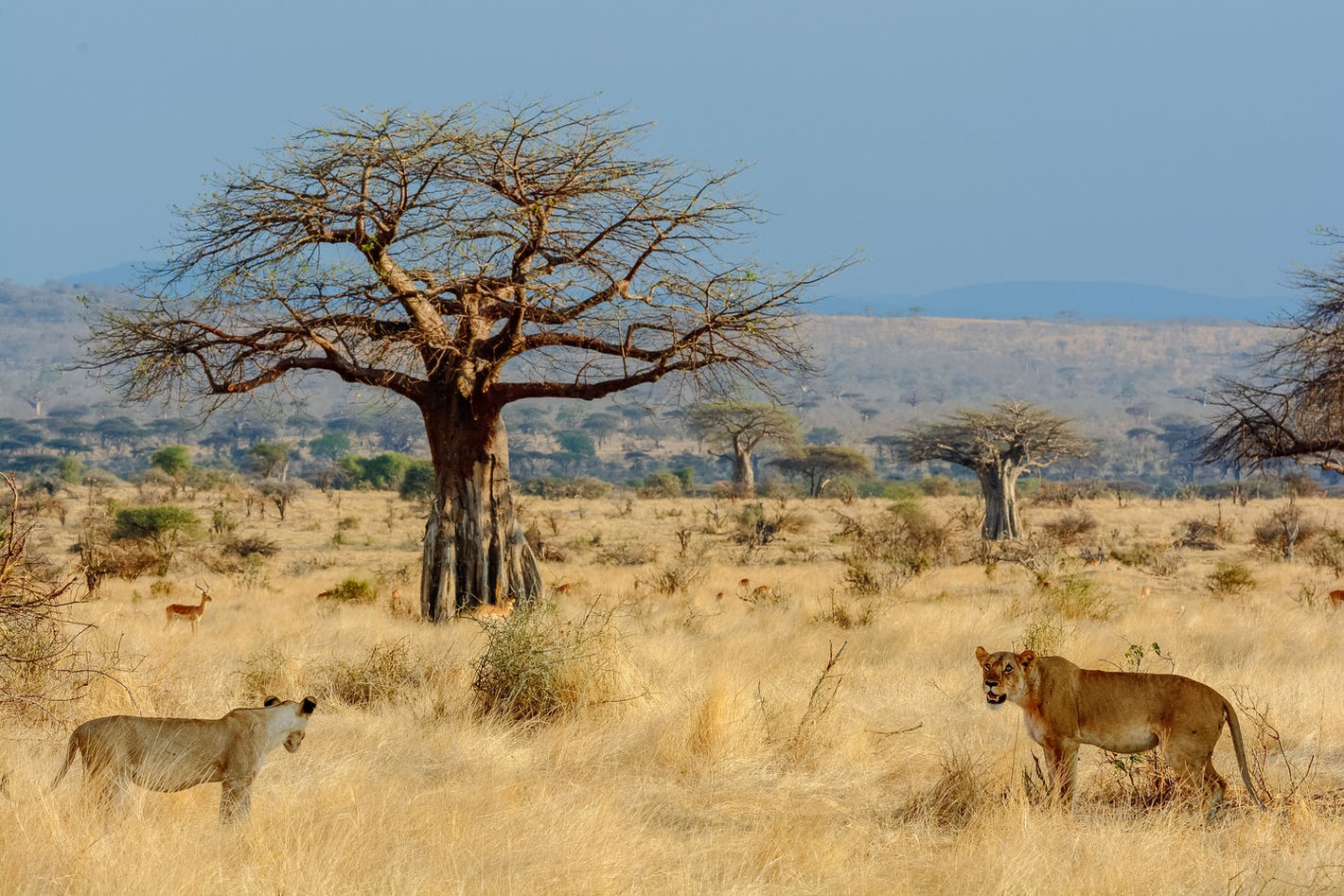 8 days trip to Mikumi National Park and Ruaha National Park