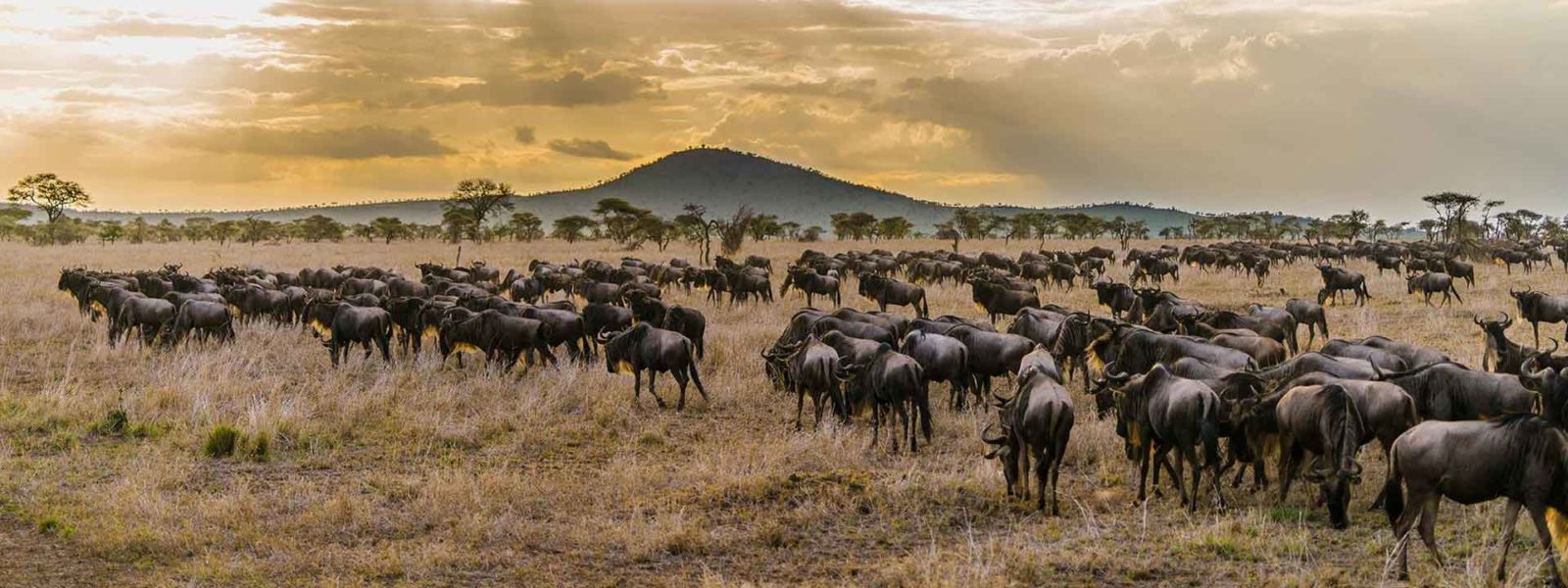 Serengeti National park