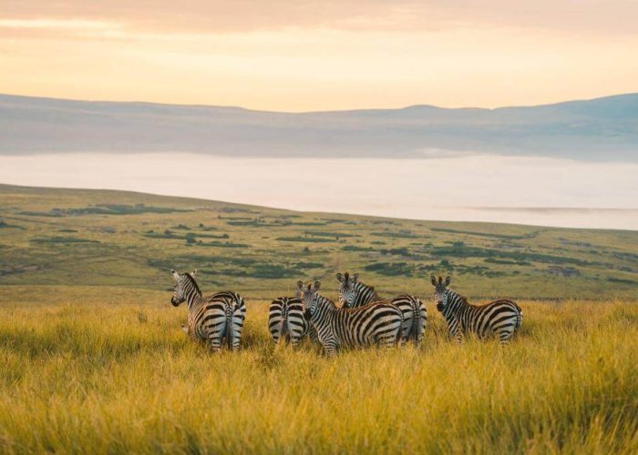 Ngorongoro master3