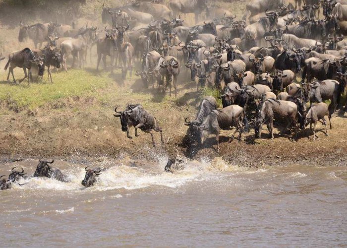 Serengeti Wildebeest Migration1