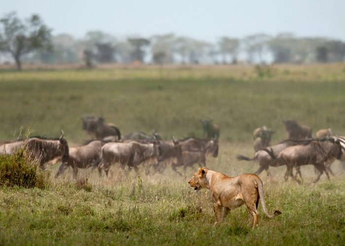 Serengeti Wildebeest Migration5