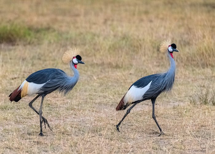 ngorongoro conservation master3